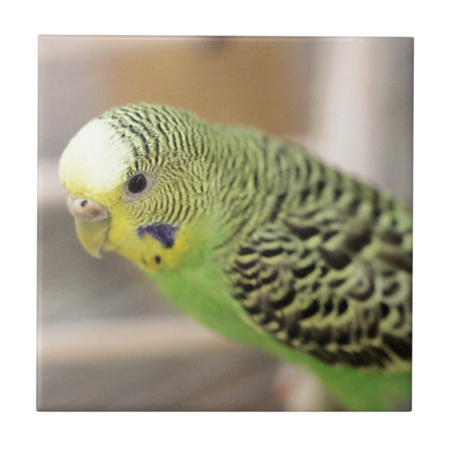 Kiwi Tile (Front)