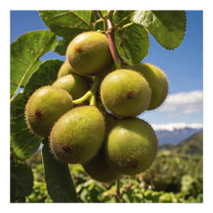 Kiwis on a Tree Photo Print