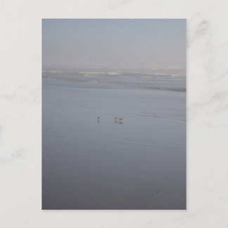 Klalaoch & Birds Postcard