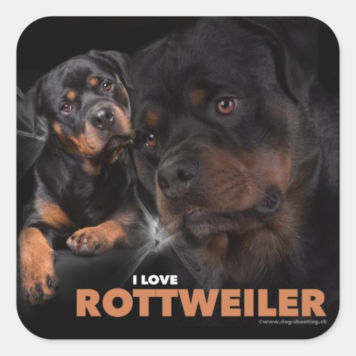 Image of Kleber - Rottweiler Square Sticker