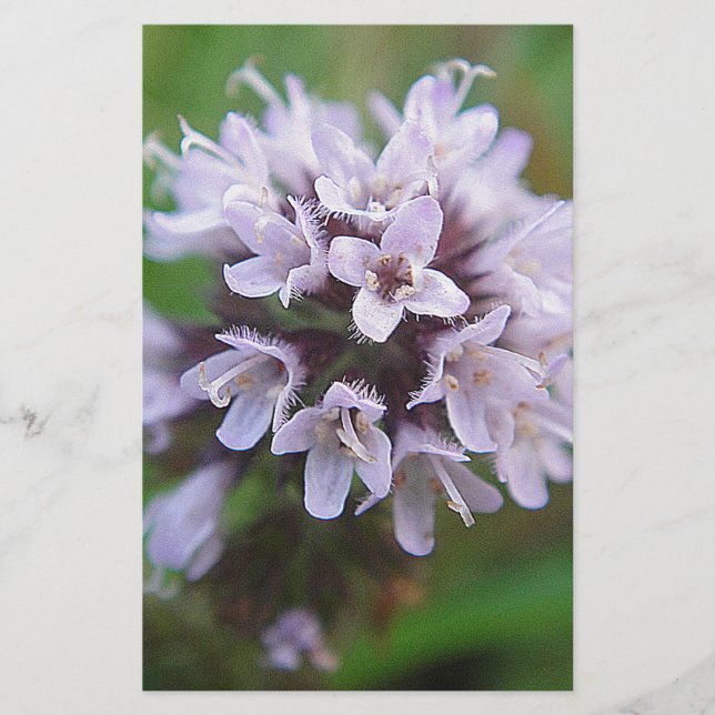Kleine lila Blüten (Front)