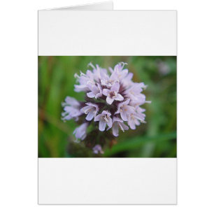 Kleine lila Blüten