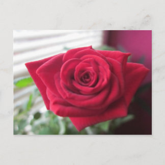 Kleine Rose Postcard