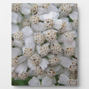 Kleine weisse Wildblüten Plaque