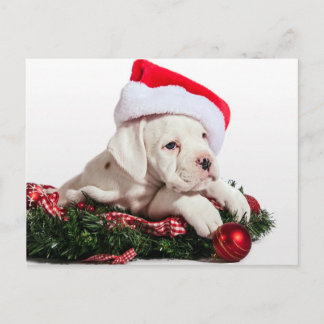 kleiner Boxer Welpe / little Boxer puppy Christmas Holiday Postcard