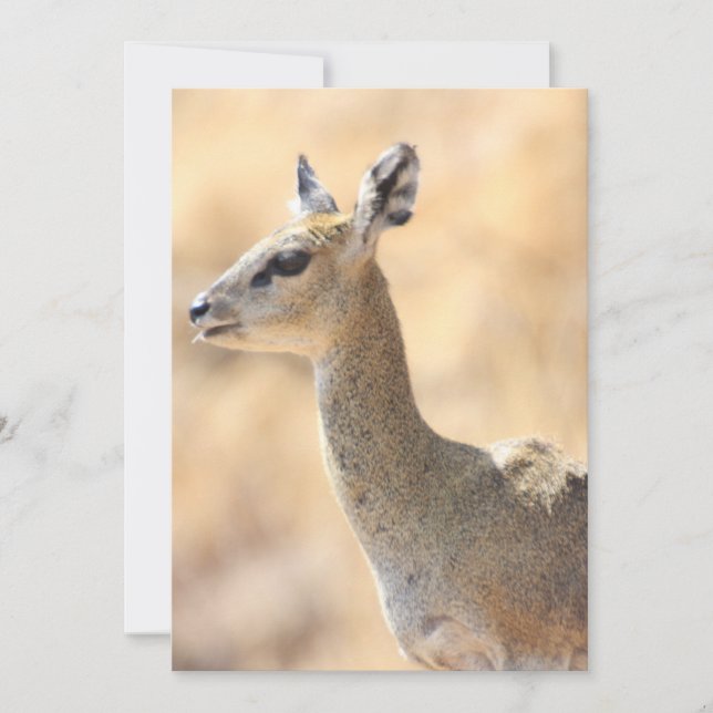 Klipspringer antelope holiday card (Front)