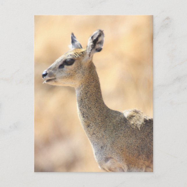 Klipspringer antelope postcard (Front)