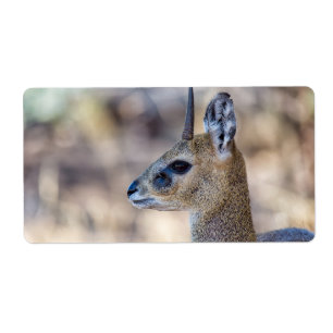 Klipspringer Portrait