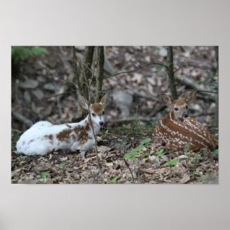 KMCphoto Piebald Deer and Sibling Poster