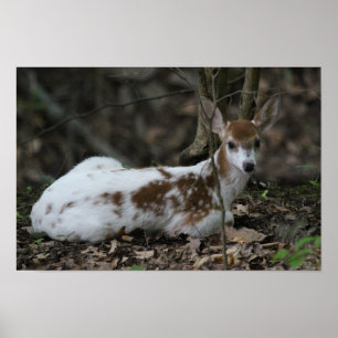 KMCphoto Piebald Deer Poster