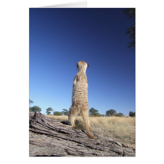 KMP Card 13 - Moomins sentinel (Front)