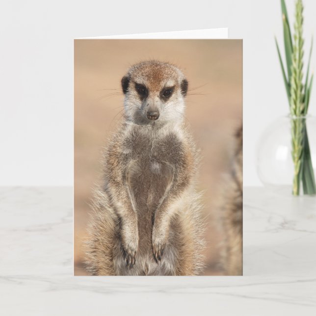 KMP Card 14 - Mitch (Front)