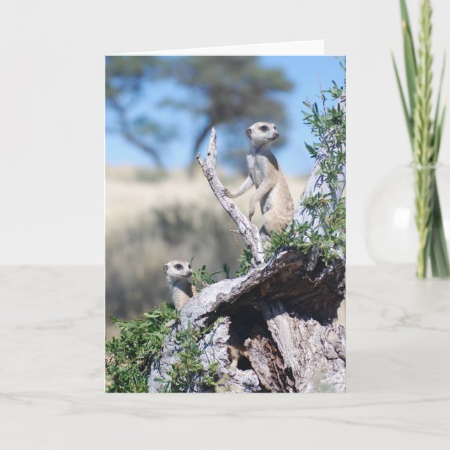 KMP Card 15 - Whiskers sentinels (Front)