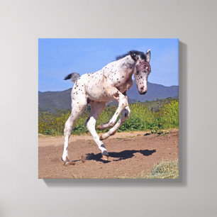 Knabstrupper Colt Canvas Print