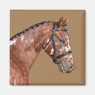 Knabstupper Stallion Magnet