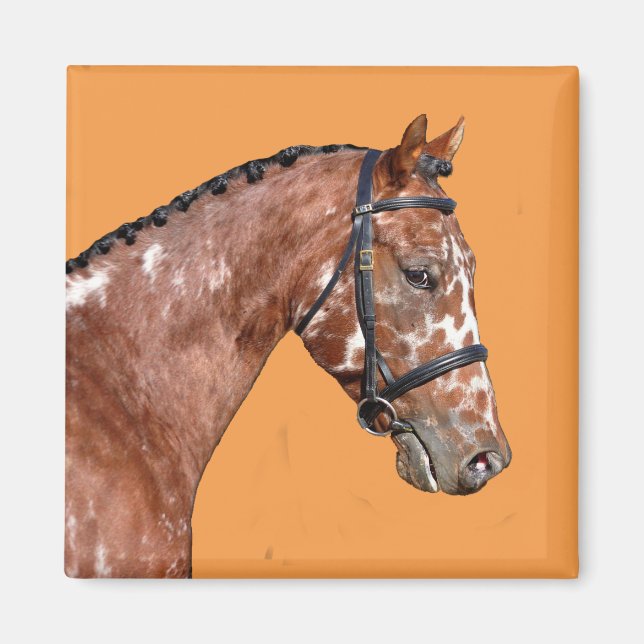Knabstupper Stallion Magnet (Front)