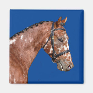 Knabstupper Stallion Magnet