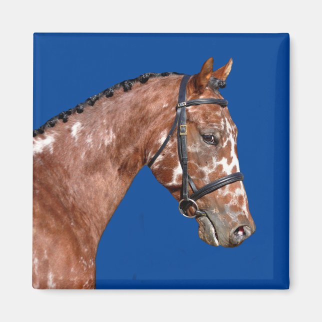 Knabstupper Stallion Magnet (Front)