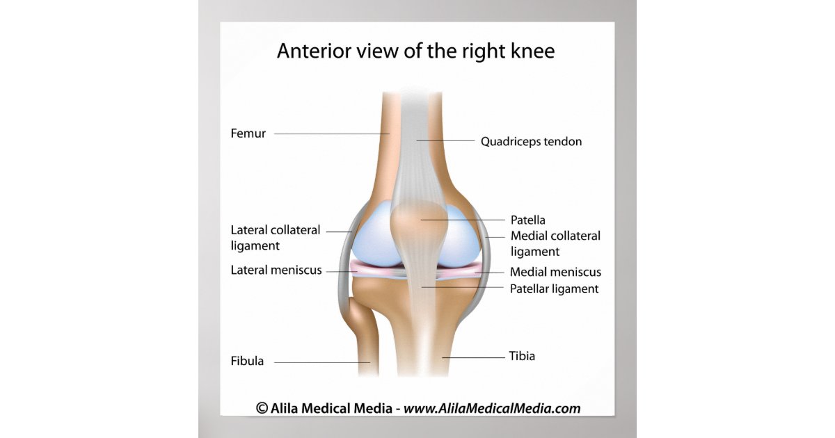 Knee joint anatomy labelled diagram. poster | Zazzle.co.uk