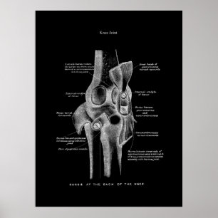 Knee Joints Anatomy Art Poster