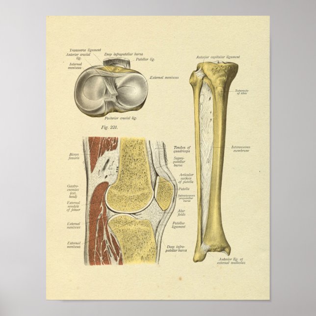 Knee Leg Joint Anatomy Bones Print (Front)