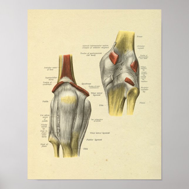 Knee Ligaments Joint Anatomy Bones Print (Front)
