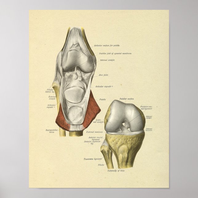 Knee Ligaments Joint Anatomy Bones Print (Front)