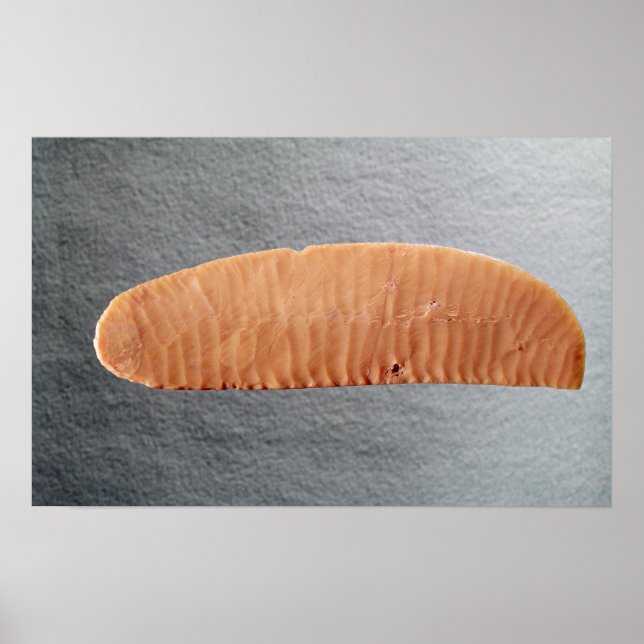 Knife blade poster (Front)