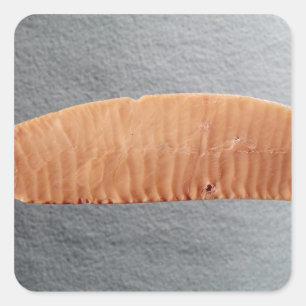 Knife blade square sticker