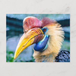 Knobbed Hornbill Postcard