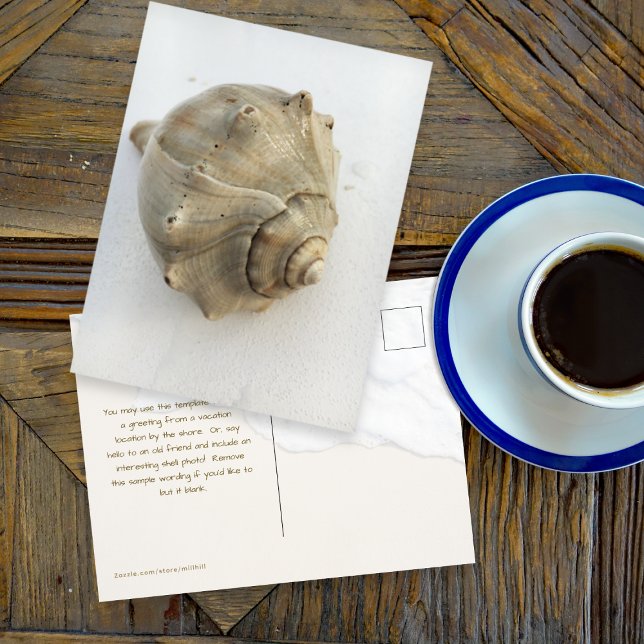 Knobbed Whelk Seashell Photography Postcard (Creator Uploaded)