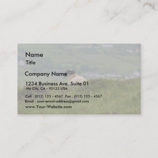 Knocknara Ireland Sheep Lambs Business Card