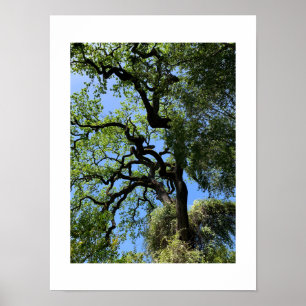 Knots California Green Colour Photography Poster