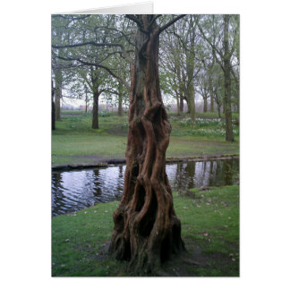 Knotted Yew Tree Trunk