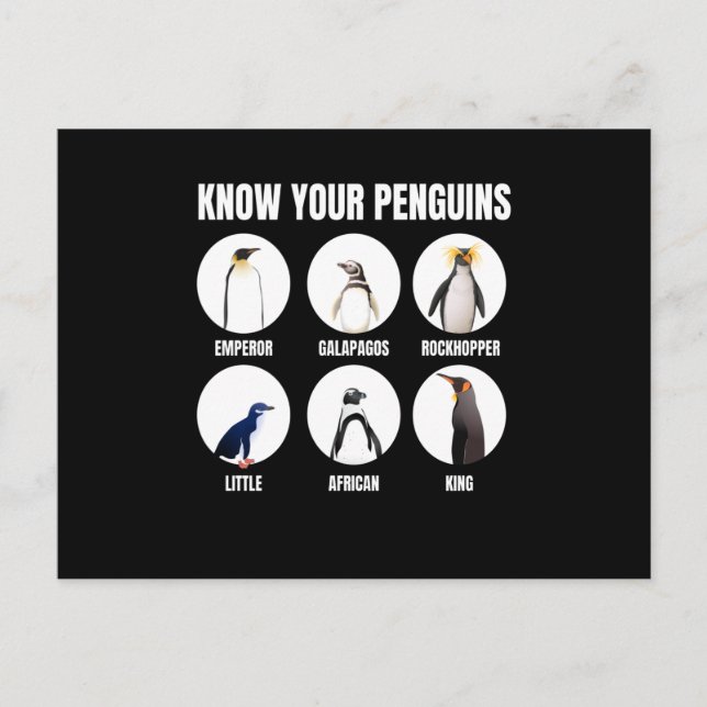 Know Your Penguins Penguin Snow Bird Postcard (Front)