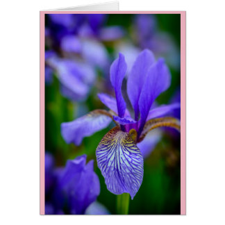 Known as a February birth flower the bearded Iris