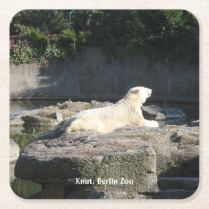Knut, Polar Bear Berlin Zoo Square Paper Coaster