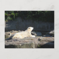 Knut the Polar Bear from the Berlin Zoo Jigsaw Puz