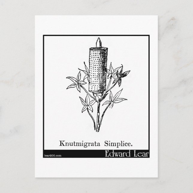 Knutmigrata Simplice. Postcard (Front)
