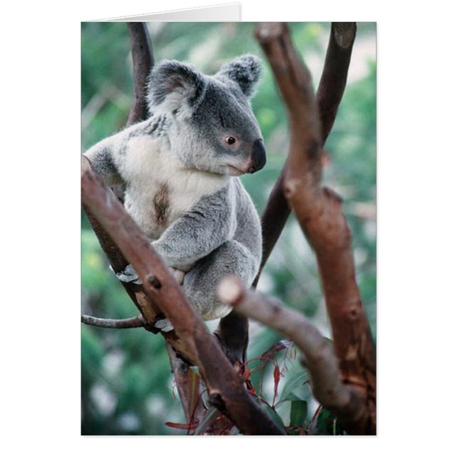 KOALA (Front)