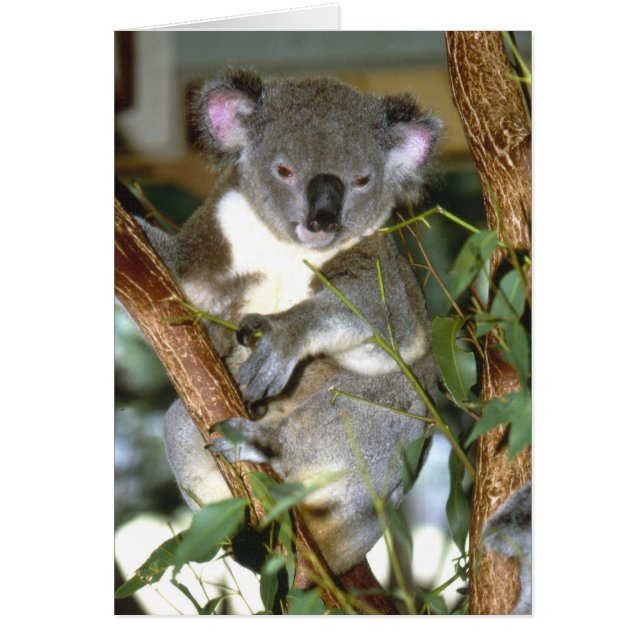 koala2 (Front)