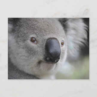 Koala 1 Postcard