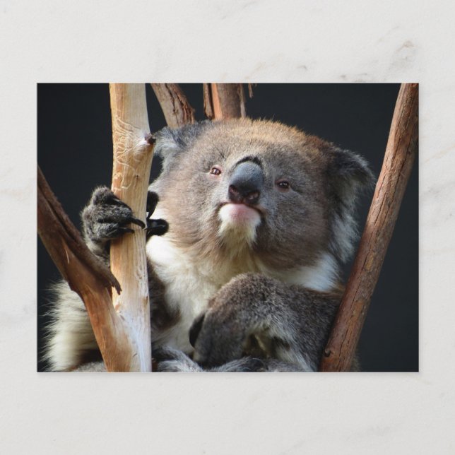 Koala 1 postcard (Front)