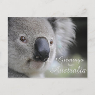 Koala 2 - Greetings Postcard