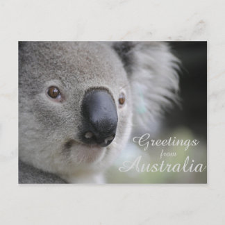 Koala 2 - Greetings Postcard
