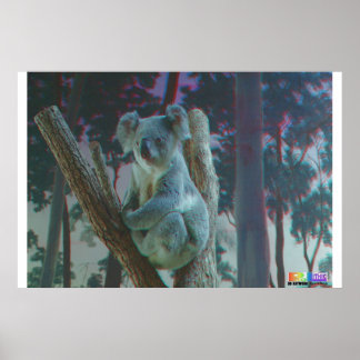 Koala 3D Anaglyph Poster