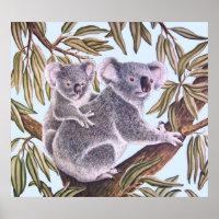 Koala and baby in Eucalyptus Tree