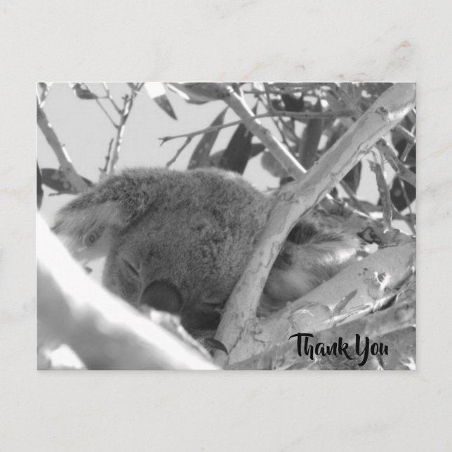 Koala asleep, black & white photograph, Australia Postcard (Front)