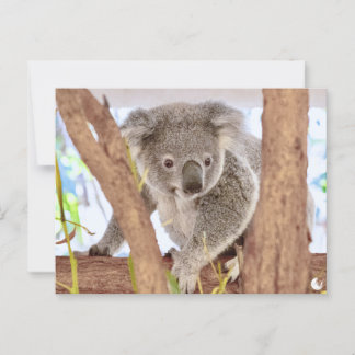 Koala Australia | "Moments, Revisited" A6 Postcard