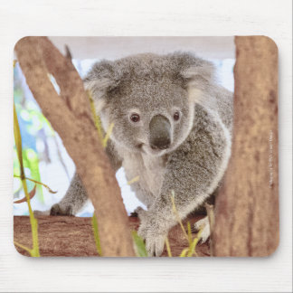 Koala Australia Mouse Pad | C's Dream Design